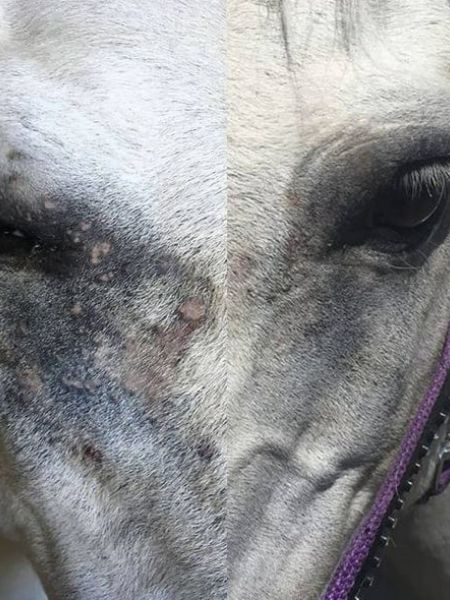 Snuggy Hoods eczeem hoofdkap (4) Snuggy Hoods eczeem hoofdkap