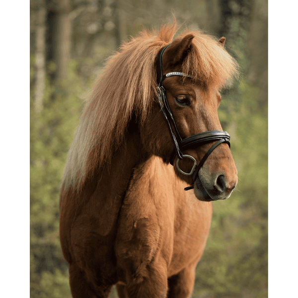 BR IJslander hoofdstel Barnet