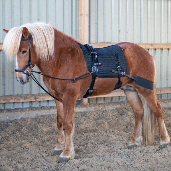 Eques longeersysteem Eques longeersysteem