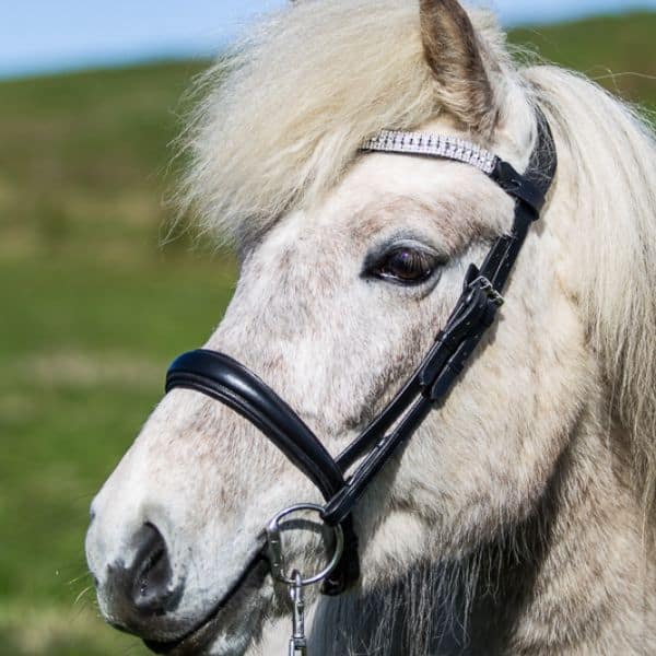 Eques Anatomische Engelse neusriem