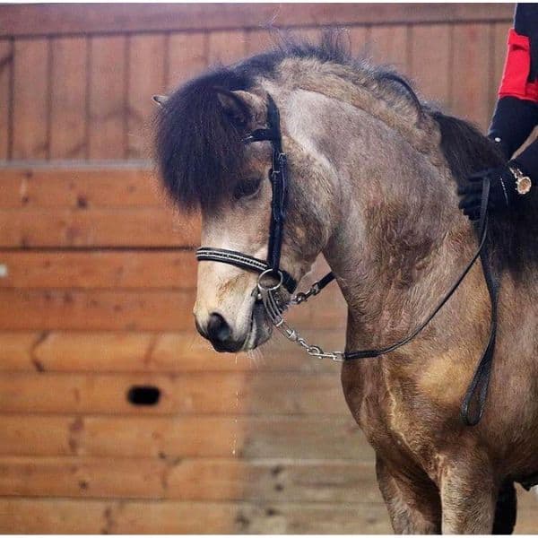 Eques Engelse neusriem zwart wit kristal Eques Engelse neusriem zwart wit kristal