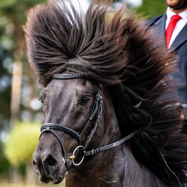 Eques Wave frontriem zwarte kristallen