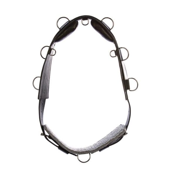 Eques longeersingel Eques longeersingel