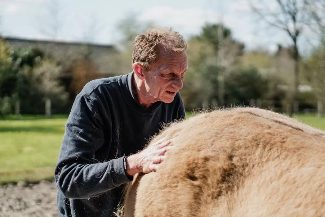 Zadelpasservice IJslanders en paarden met korte rug
