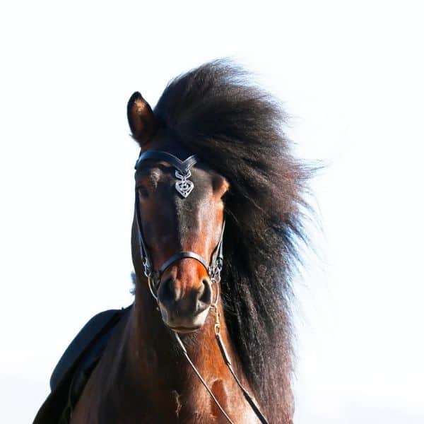 Islensk frontriem Sleipnir 2 Islensk Sleipnir Kopstuk en Frontriem