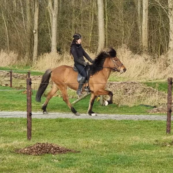 Vega frá Glæsibæ Vega frá Glæsibæ