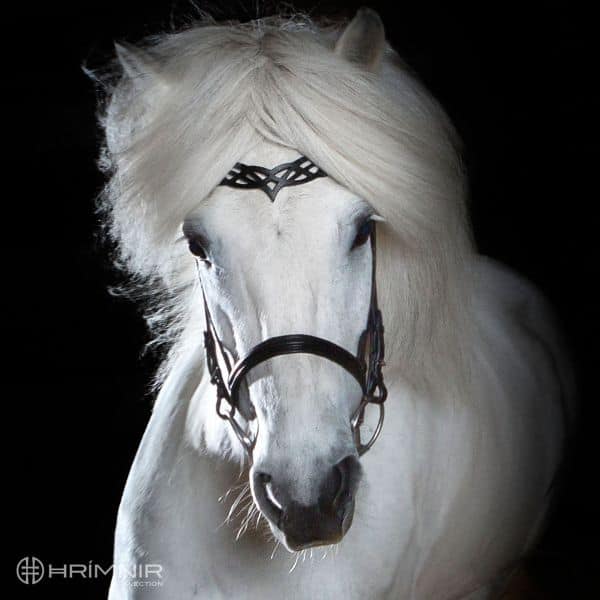 Hrimnir Heritage B kopstuk Hrimnir Heritage B kopstukÂ