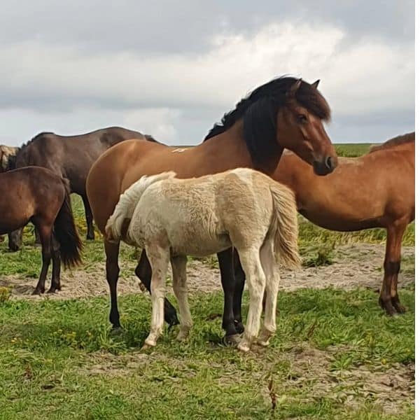 Vega frá Glæsibæ Vega frá Glæsibæ