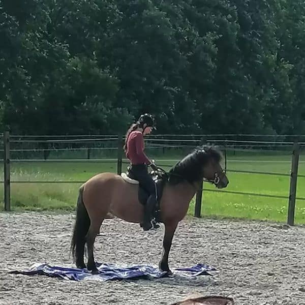 Vega frá Glæsibæ Vega frá Glæsibæ