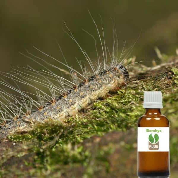 PUUR Bombyx PUUR Bombyx