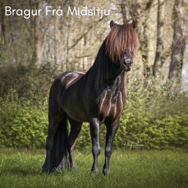 Vákur frá Mjólkurbúi (2) Bragur Frá Miðsitju