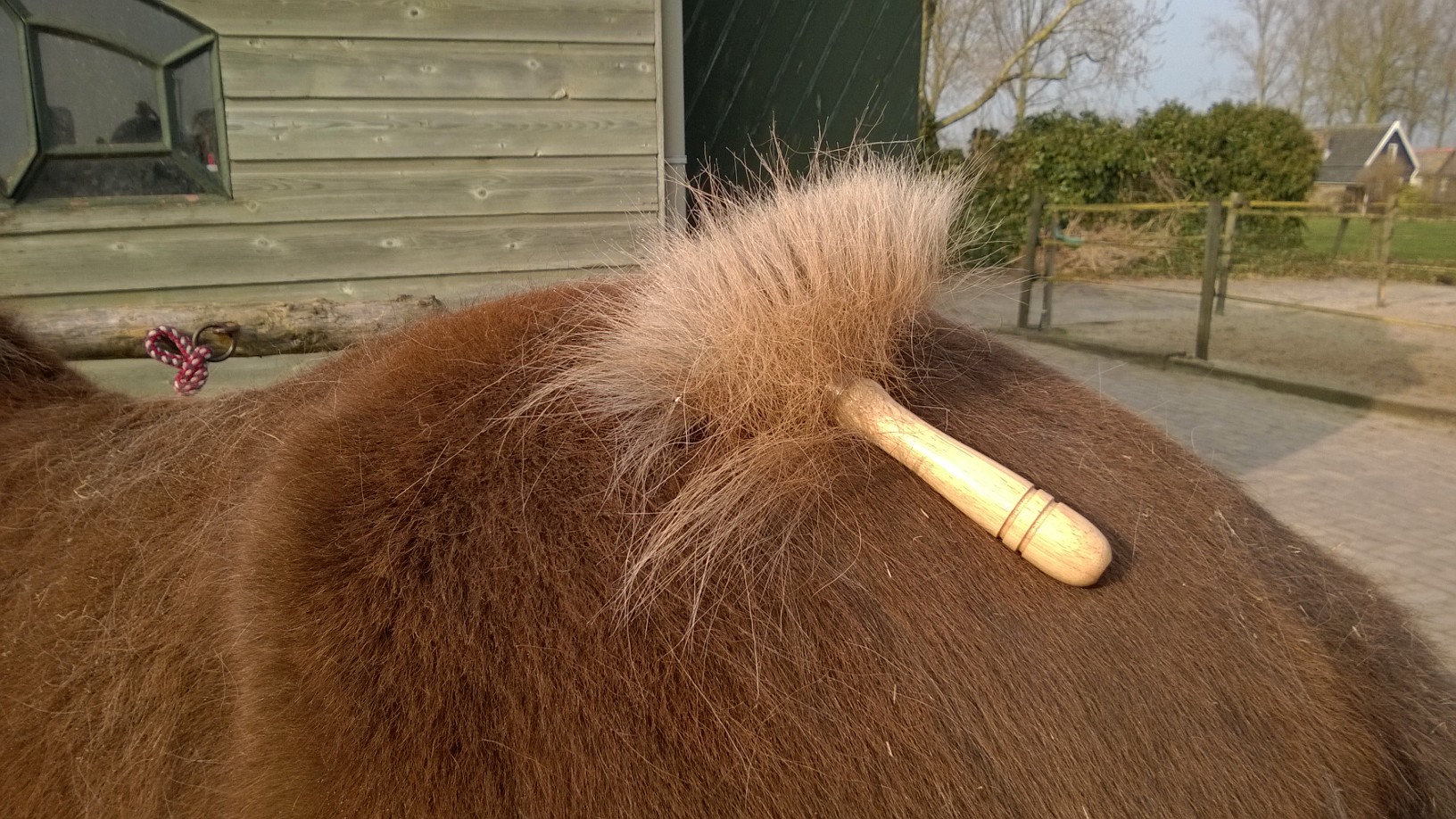 groomstar-1 groomstar