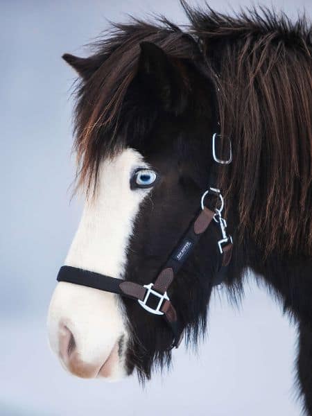 Topreiter Halsterset TR III Topreiter Halsterset TR III