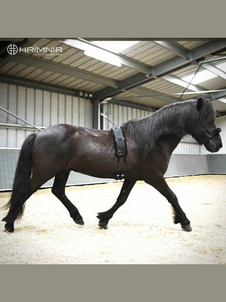 Hrimnir Longeersingel (5) Hrimnir Longeersingel