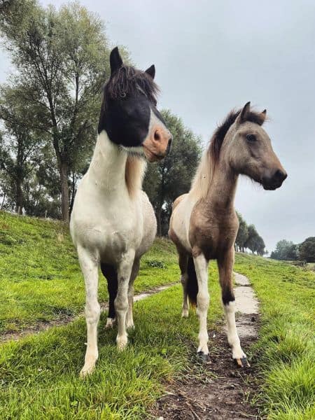ElÍn frá Hesta Gard Hekla (2) ElÍn frá Hesta Gard Hekla