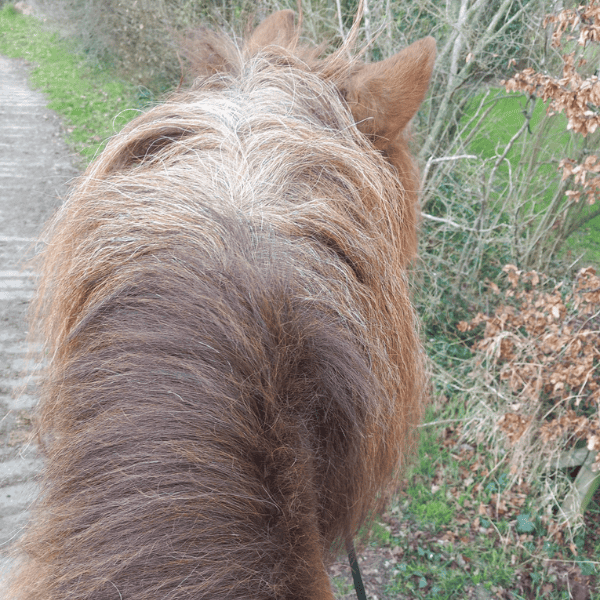 Happy Belly Solid ervaringen