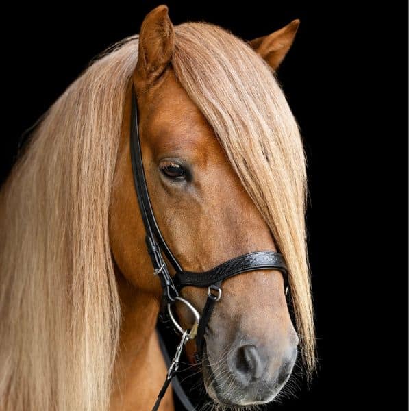 Hrimnir Heritage anatomische neusriem Hrimnir Heritage anatomische neusriem